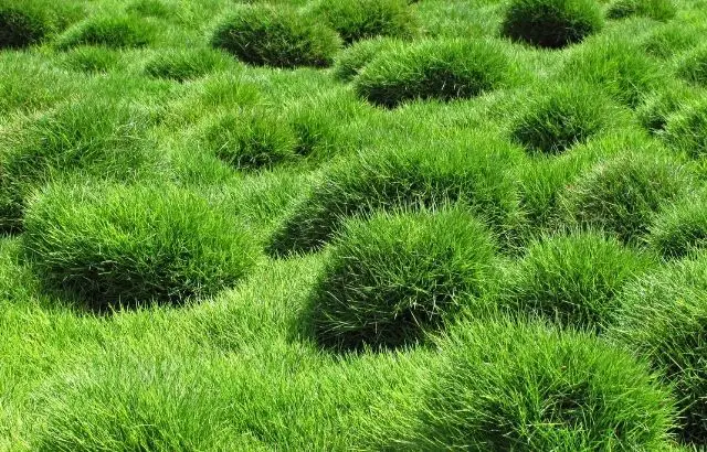 how to grow Zoysia grass on existing lawn