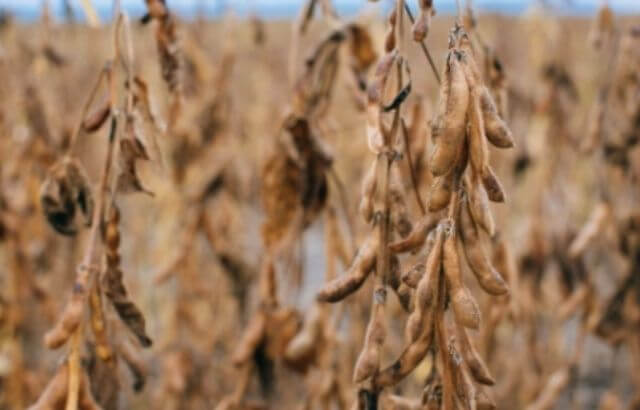 How to Harvest Soybeans