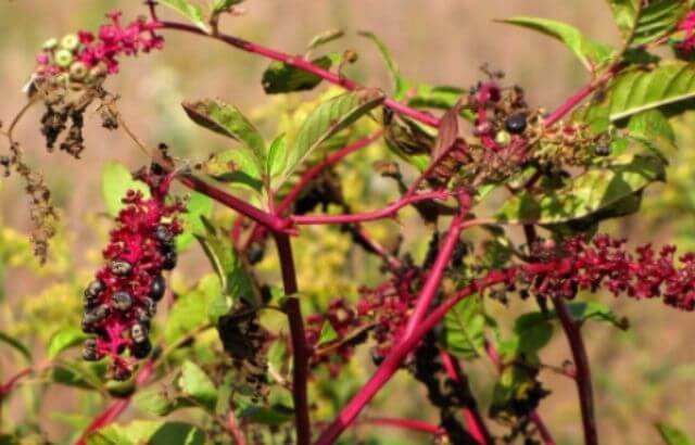 How to Kill Pokeweed