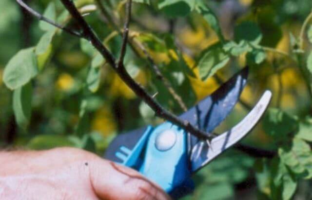 How to Prune Rhododendron