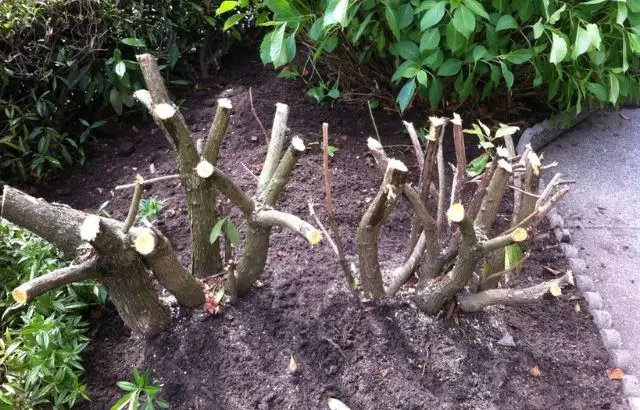 how to prune rhododendron