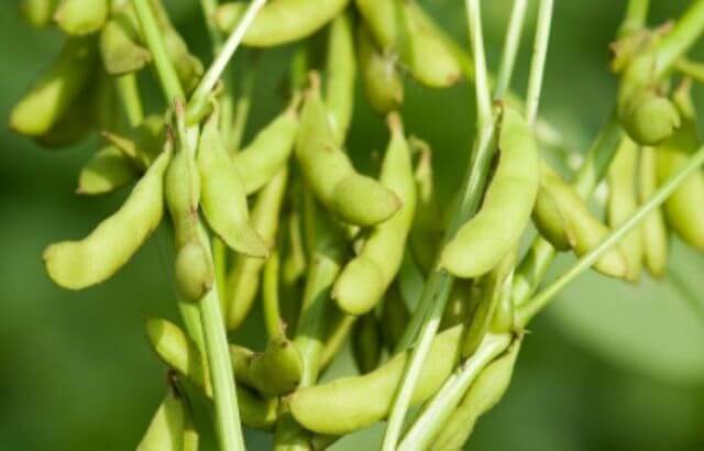 How to Take Care of Soybeans