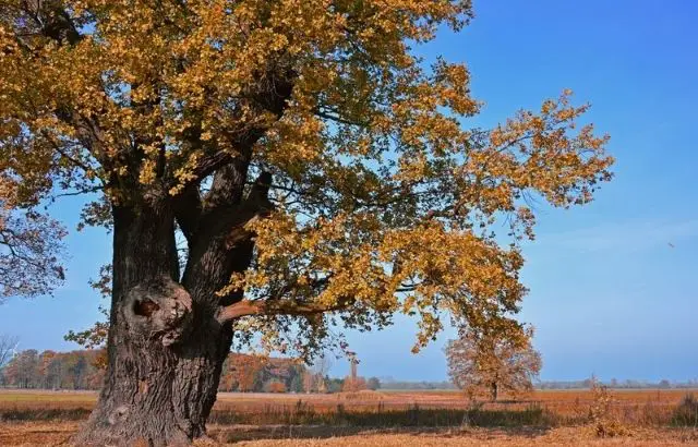 how to transplant an oak tree