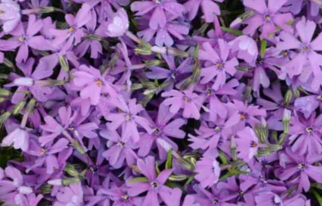 How to deadhead phlox