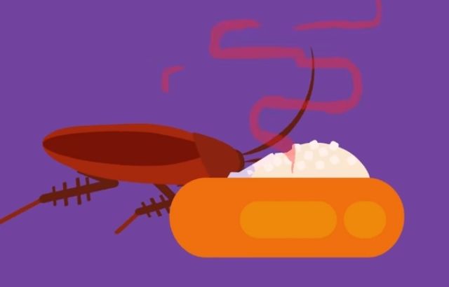 How to get rid of roaches in apartment