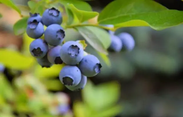 How to make blueberries grow sweeter
