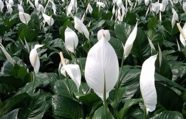Peace lily water requirements