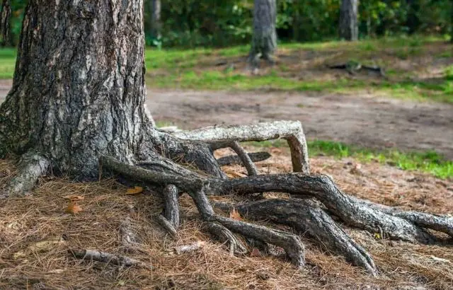 Pine tree root systems