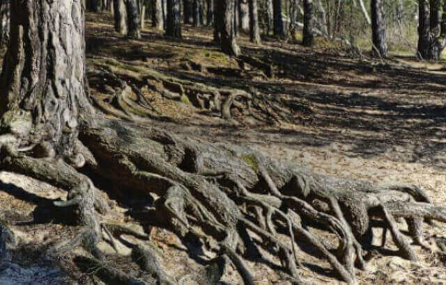 Pine tree roots near house
