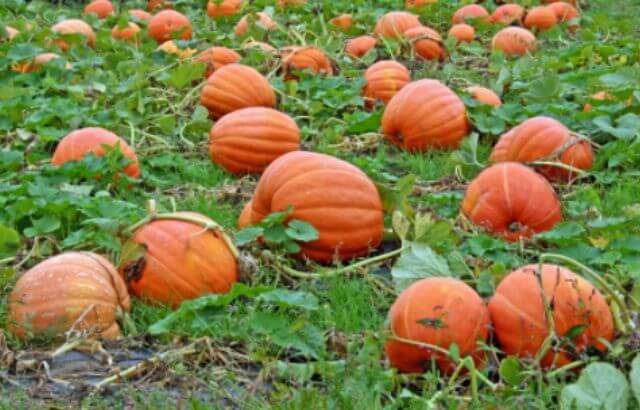 When to Pick Pumpkins