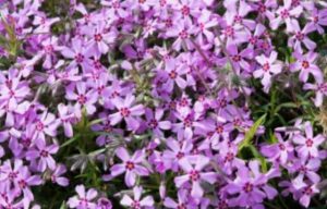 How to Prune Phlox | Explained in Fewer Words (With Pictures)