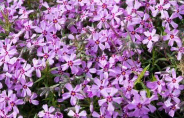 When to cut back creeping phlox