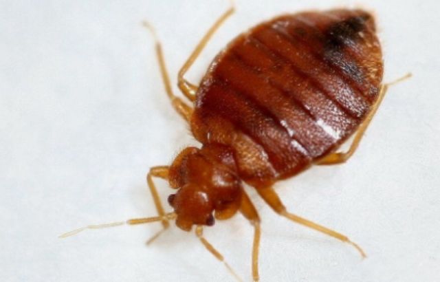 Do Bed Bugs Crawl on Walls and Ceilings