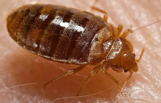 do bed bugs crawl on walls and ceilings