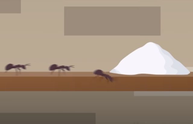 How to Get Rid of Ants in the Bedroom 