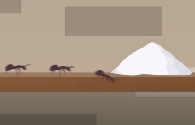 How To Get Rid Of Ants In The Bedroom  