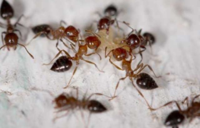 How To Get Rid Of Ants In The Bedroom 1 