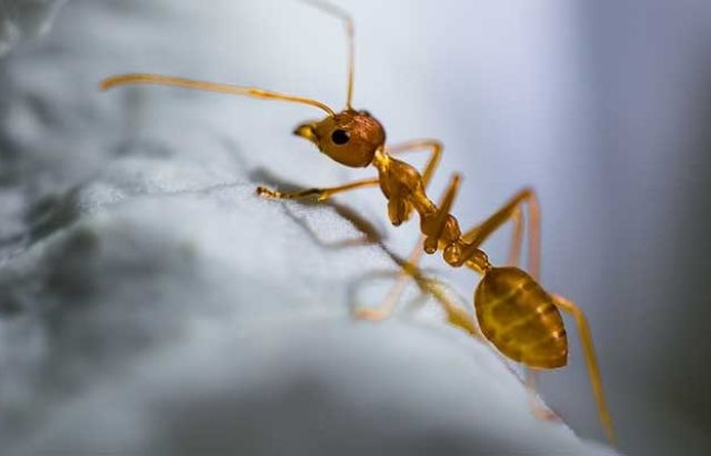 how to get rid of ants in the bedroom