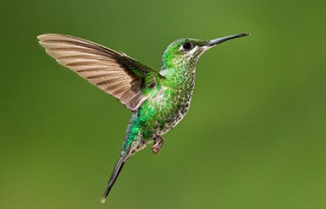 How to Get a Hummingbird Out of the House 