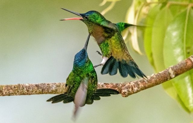 how to get a hummingbird out of the house