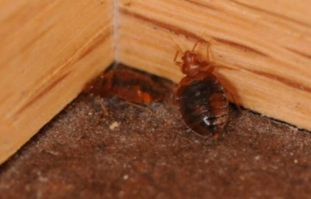 Do Bed Bugs Crawl On Walls And Ceilings An Expert Guide