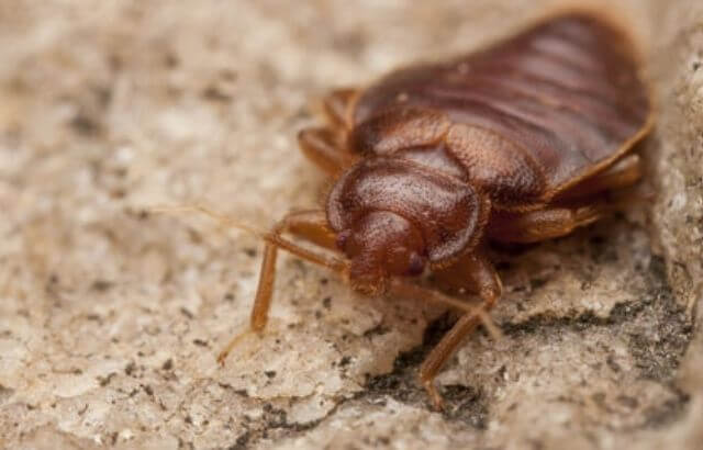 do-bed-bugs-crawl-on-walls-and-ceilings-an-expert-guide