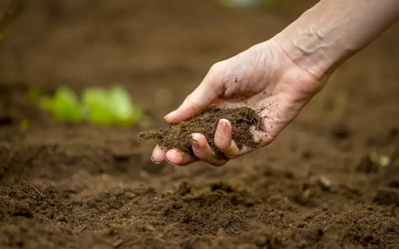 Soil Fertilization