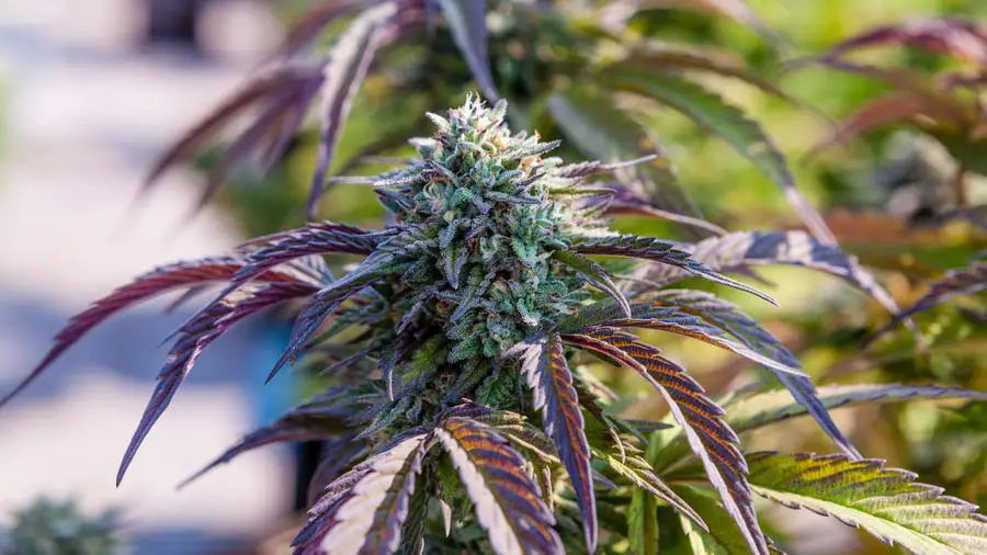 Biggest Weed Plants In The World 20 Types Of Weed Plant