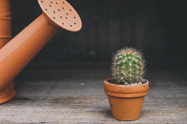 How to Choose the Right Pot for your Cactus
