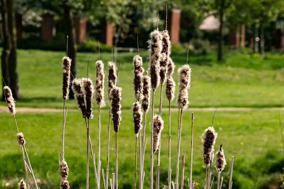 How to Grow Cattails in a Garden