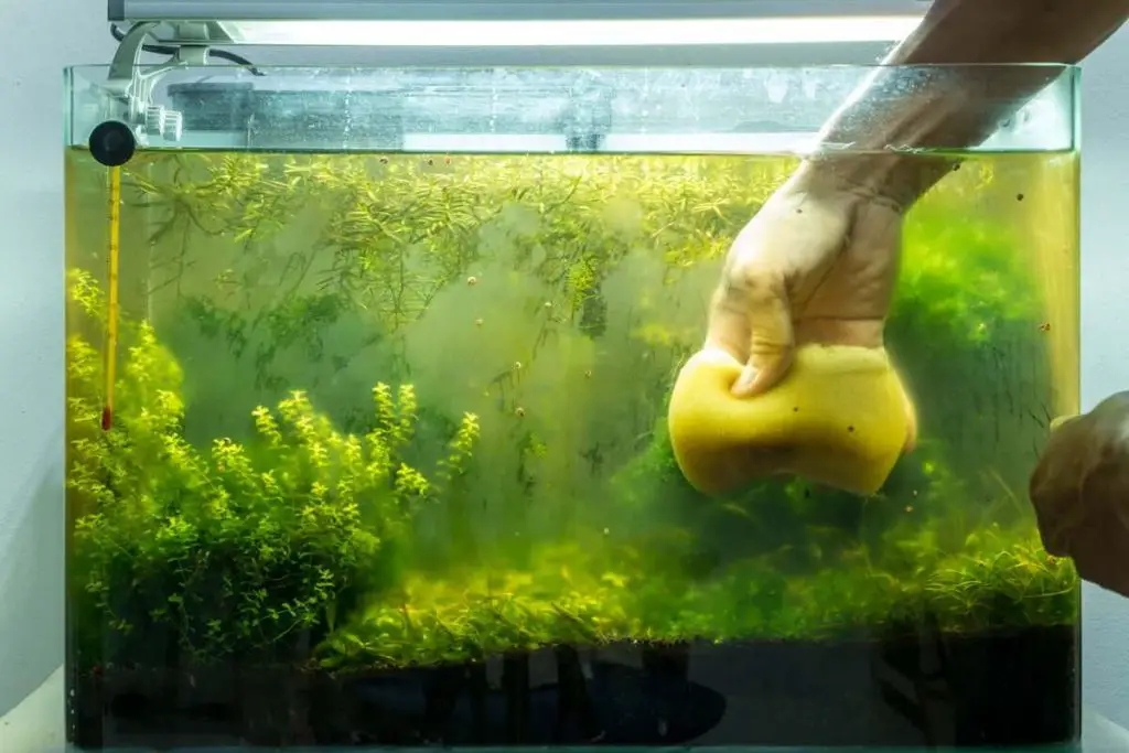 String algae: Its Effects on Aquariums