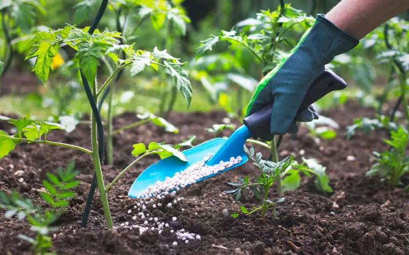 How do I know when Tomatoes need Fertilizer