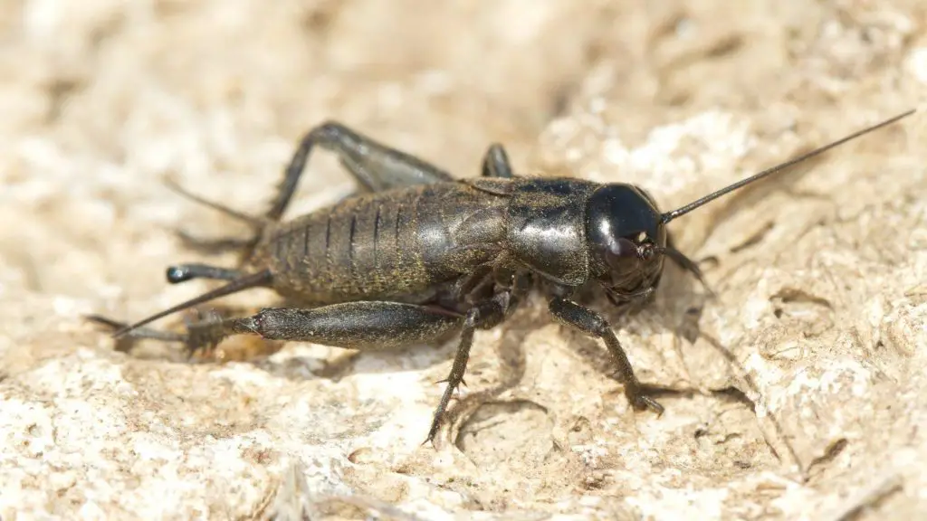 How To Get Rid Of Crickets In Basement