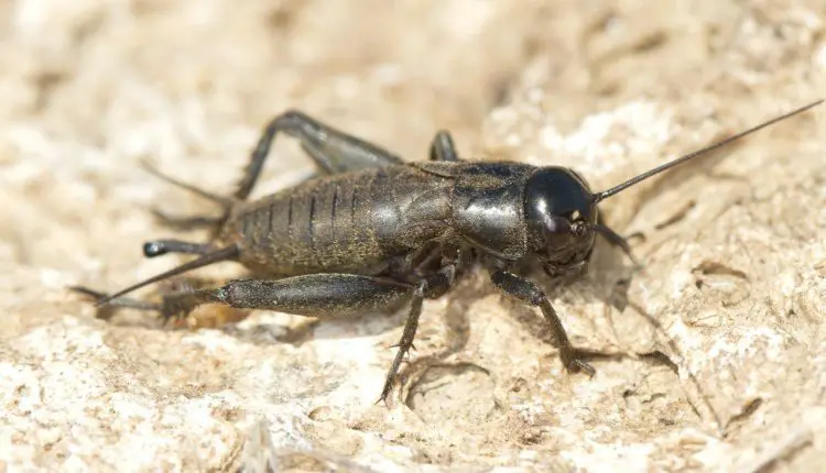 How To Get Rid Of Crickets In Basement