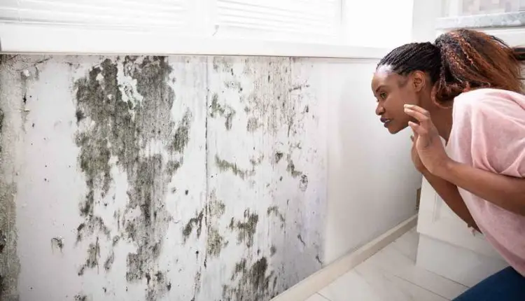 How To Get Rid Of Mold On Walls Permanently