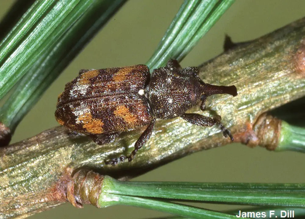 Balsam Poplar Weevil