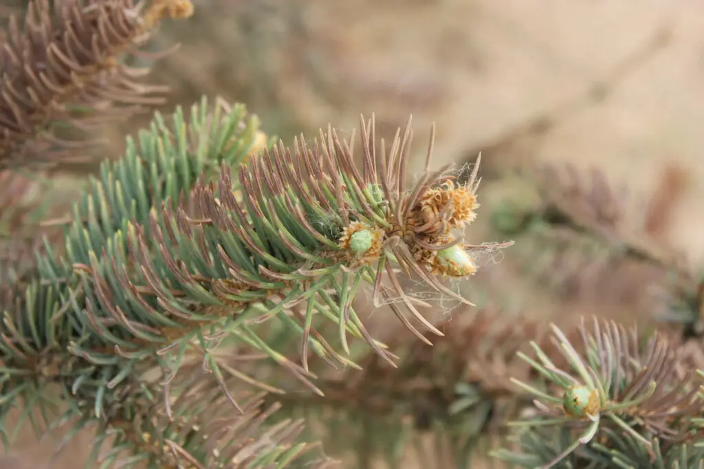 Environmental Causes of Pine Tree Browning