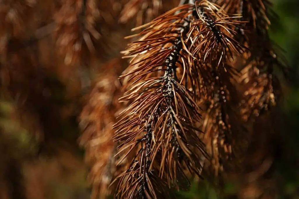 How to Save a Browning Pine Tree during a Drought