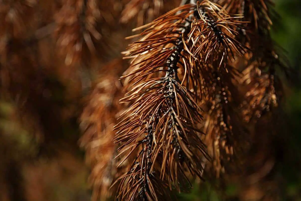 How to Save Dying Pine Tree Get Pine Tree Back to Life (InfoGraphic)