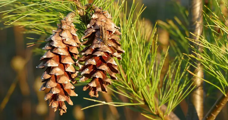 How to Save a Pine Tree from Dying During Rainy Season