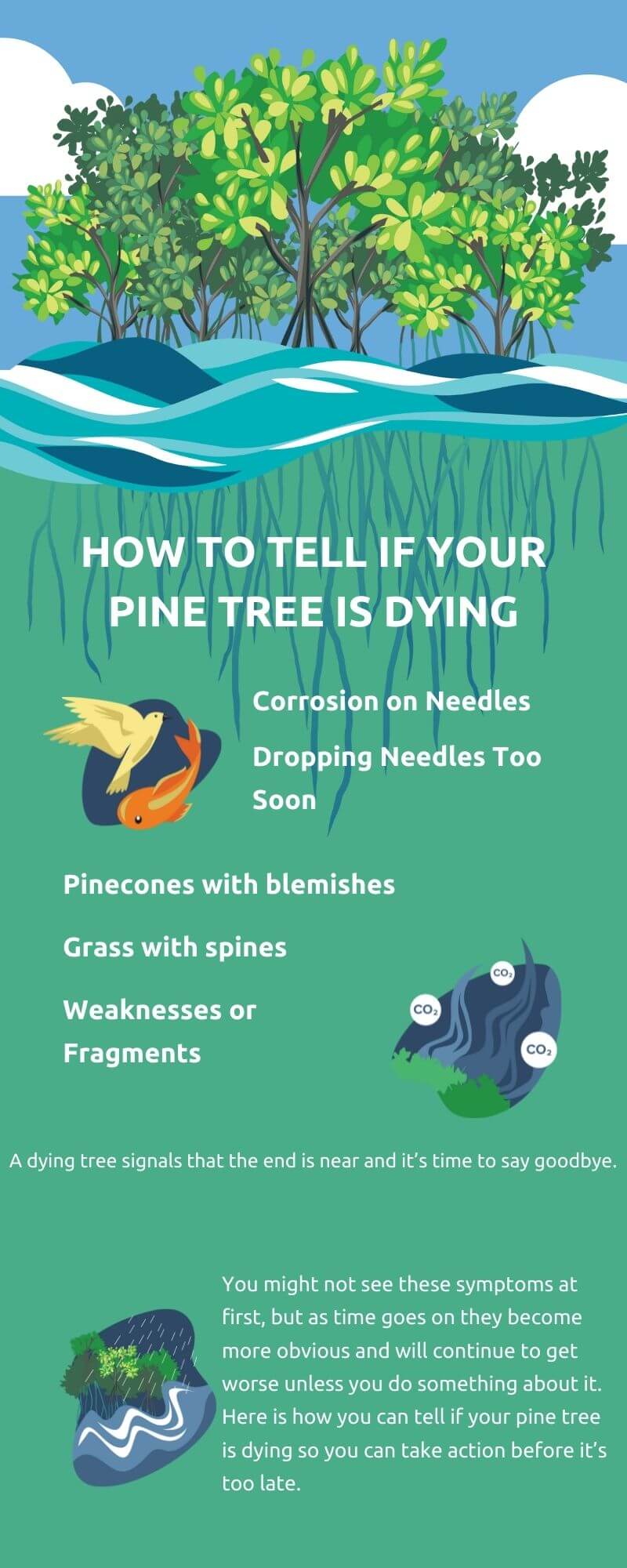 red-dying-pine-trees-due-to-pine-beetle-attacks-in-sun-peaks-in-bc