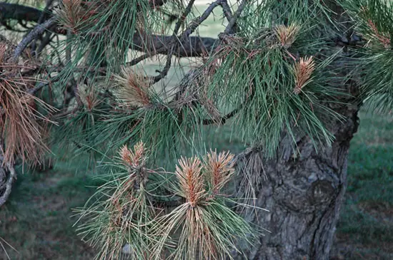 Pitch and Rot Diseases in Pine Trees