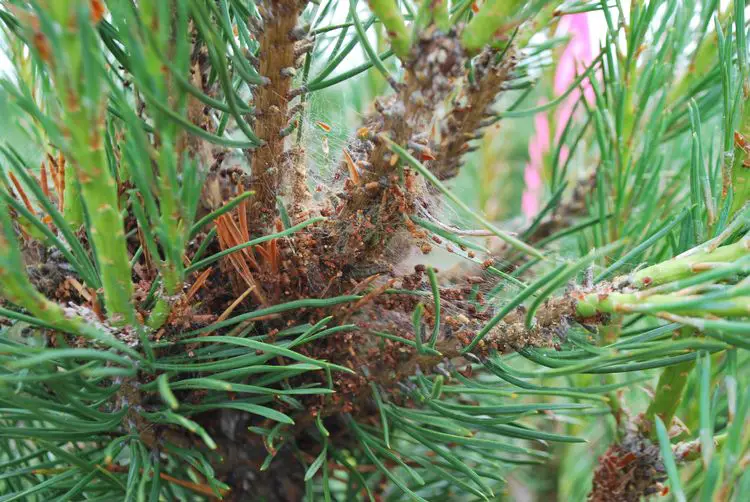 Sumac Worms and Scales