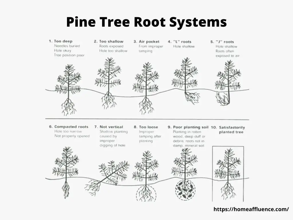 Pine Tree Root Systems