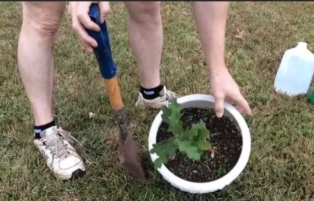 how to transplant an oak tree