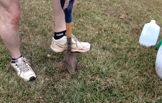 how to transplant an oak tree