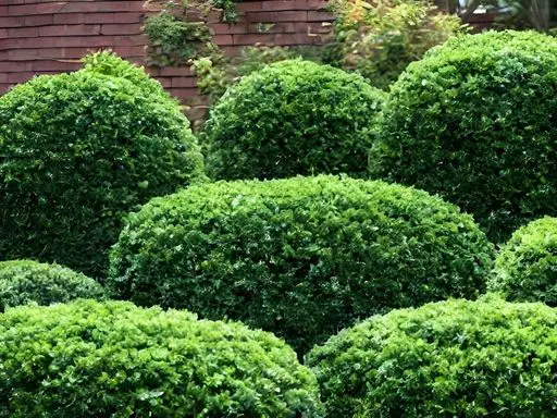 Evergreen shrubs for year-round greenery