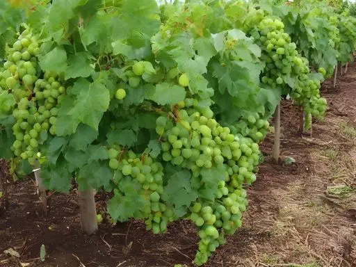 Fruiting vines to create a secret garden