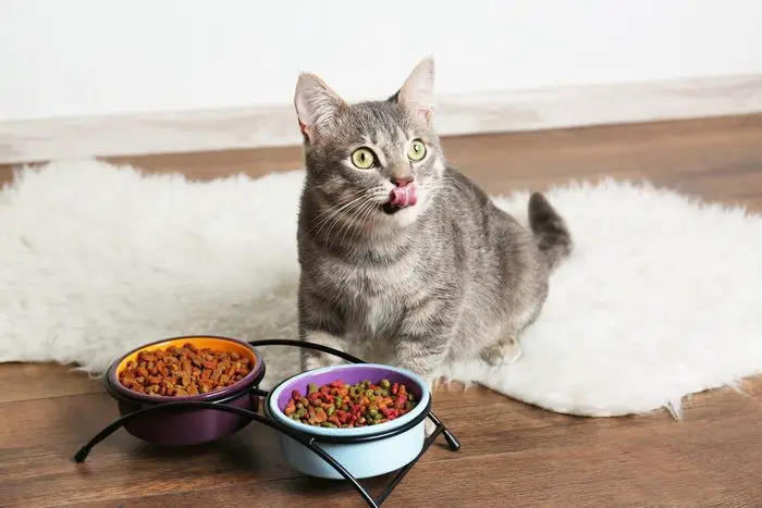 How to Get Rid of Cat Smell from Previous Owner