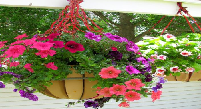Fill your hanging basket with soil and plants